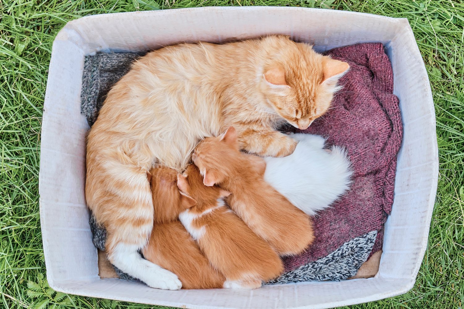 Cat Feeding Kittens