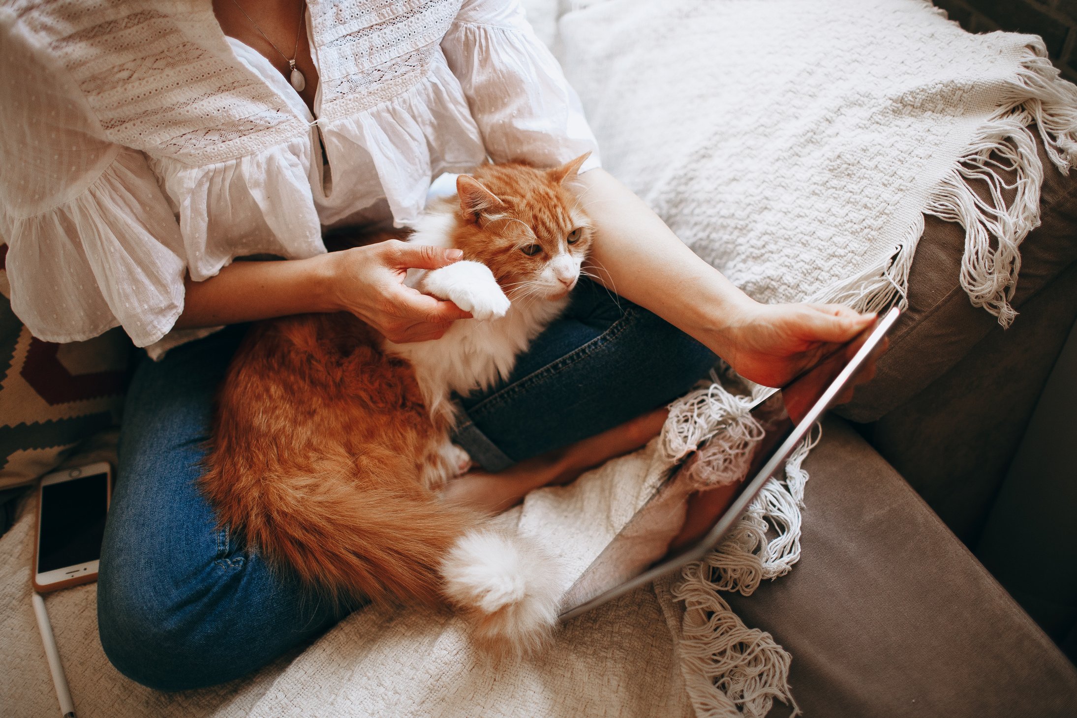 Young woman with cat using tablet on couch